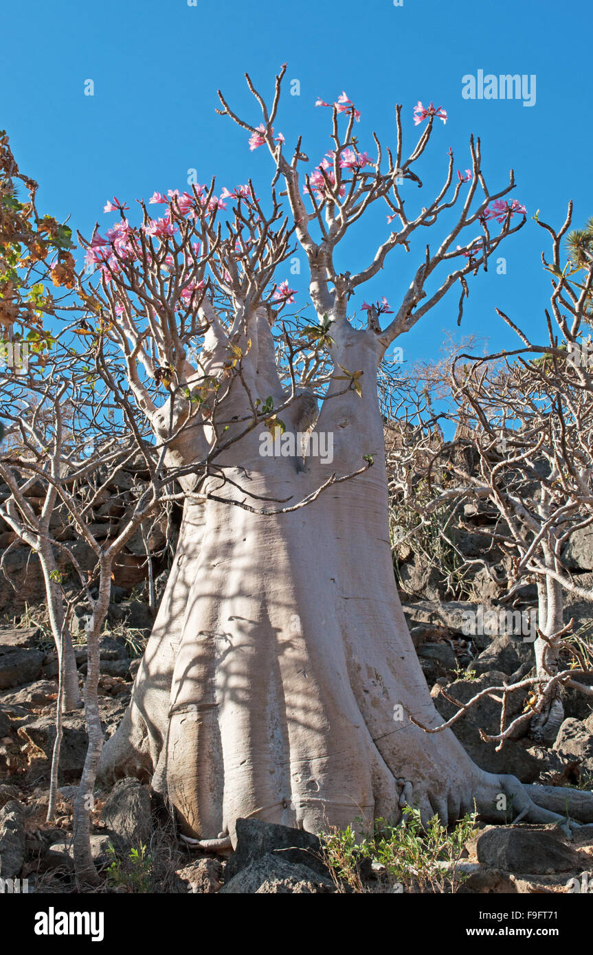Oasis of Dirhur, natural pool, protected area of Dixam Plateau, Gulf of