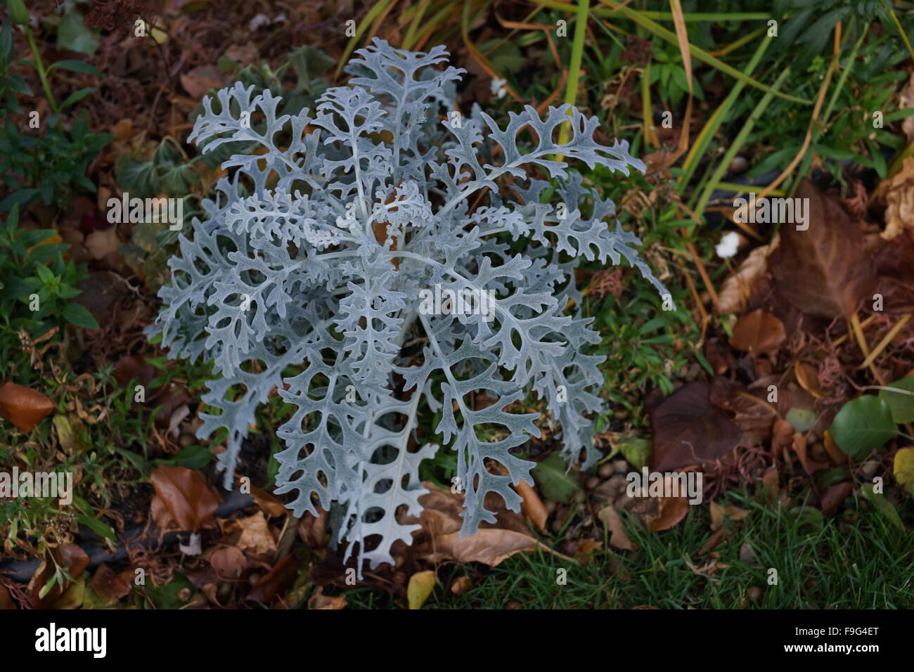Dusty miller hires stock photography and images Alamy