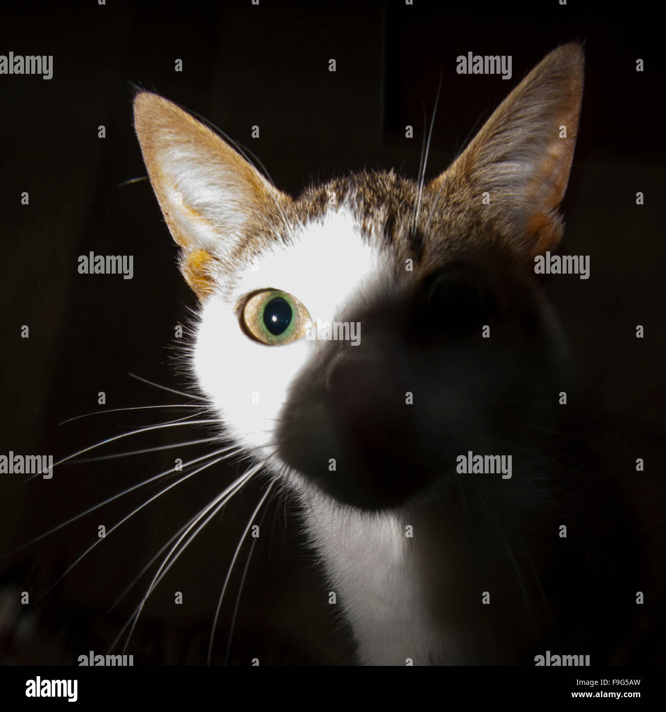 Cat in the street Stock Photo - Alamy