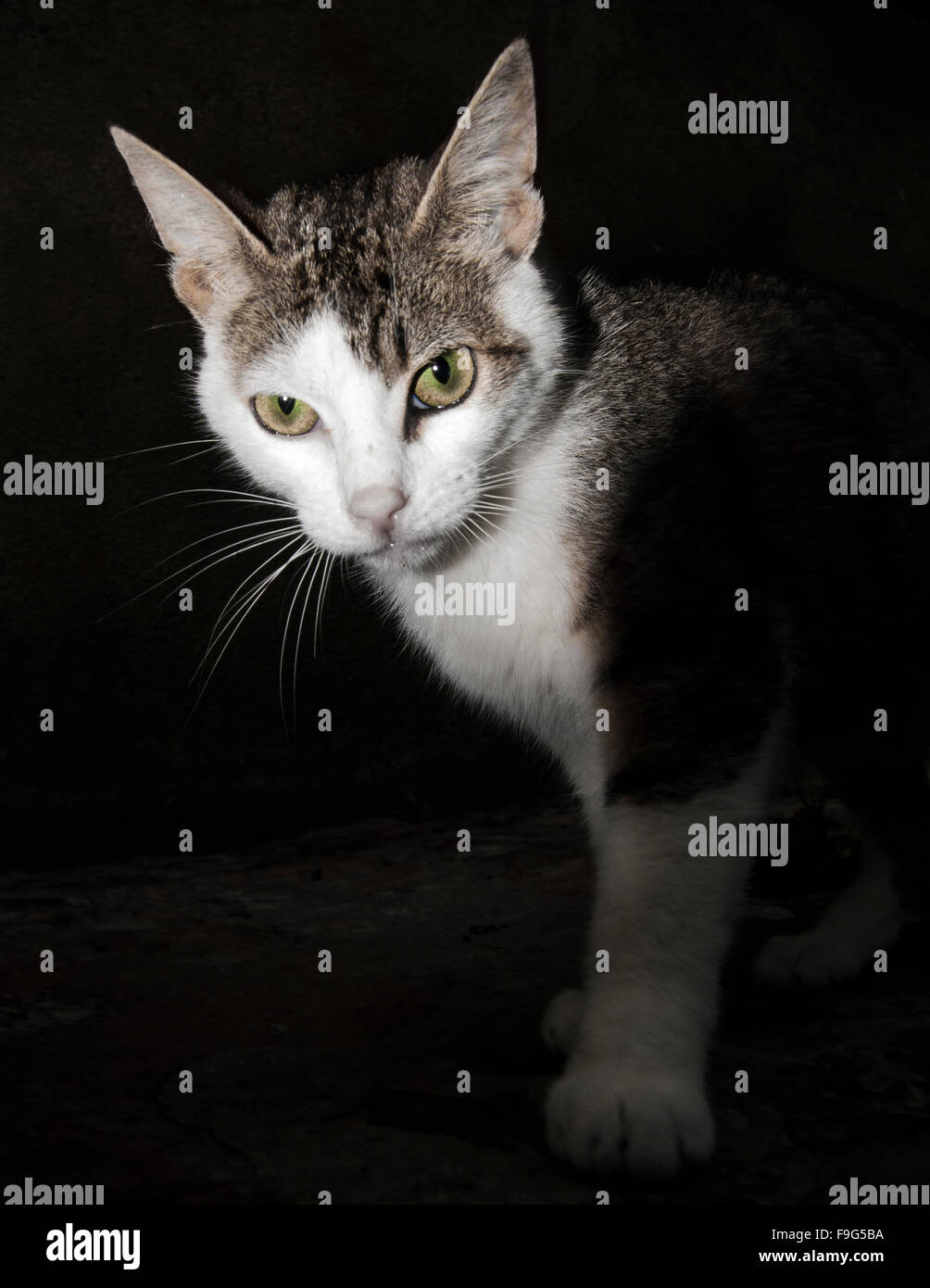 Cat in the street Stock Photo - Alamy