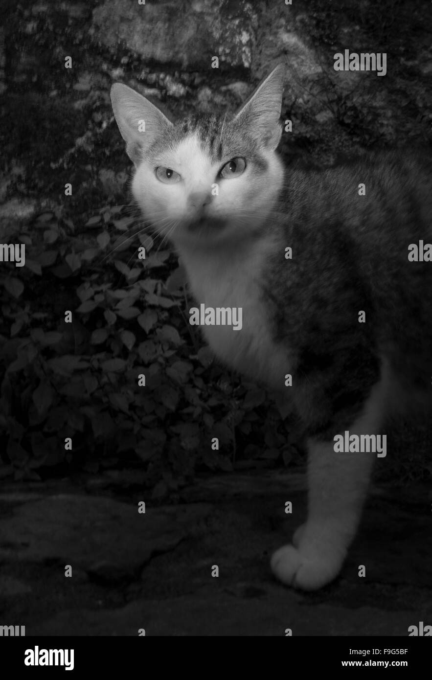 Cat in the street Stock Photo - Alamy