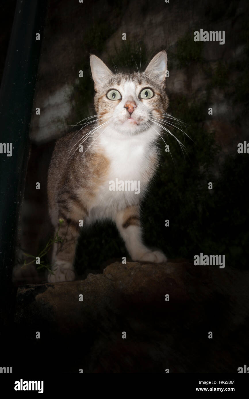 Cat in the street Stock Photo - Alamy