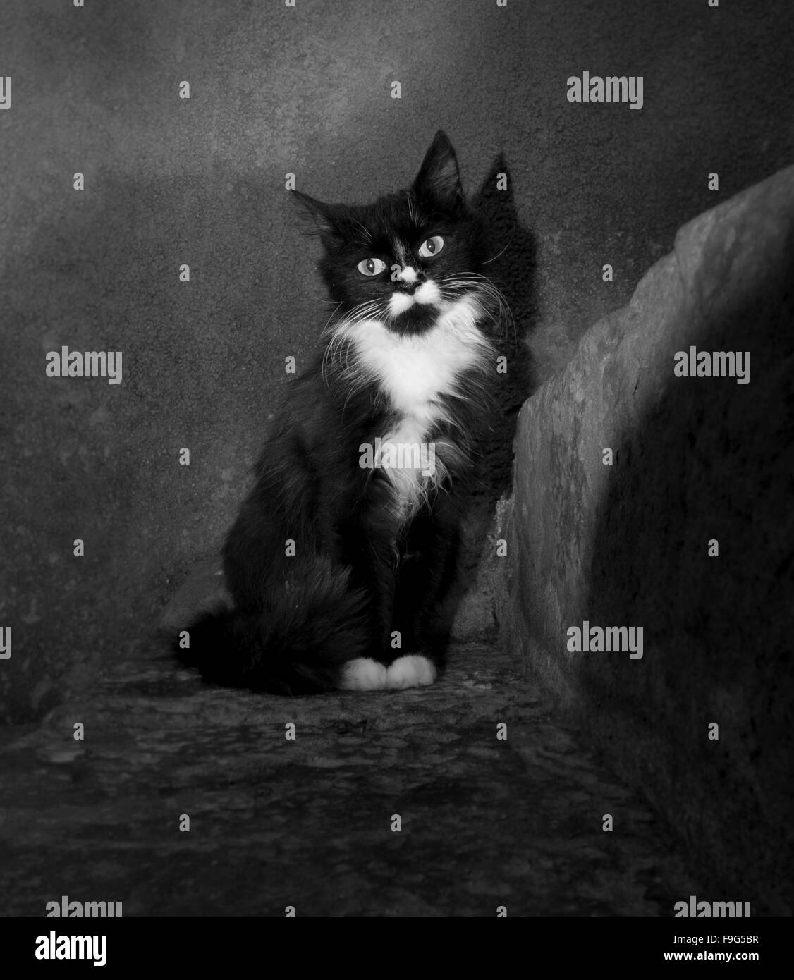 Cat in the street Stock Photo - Alamy