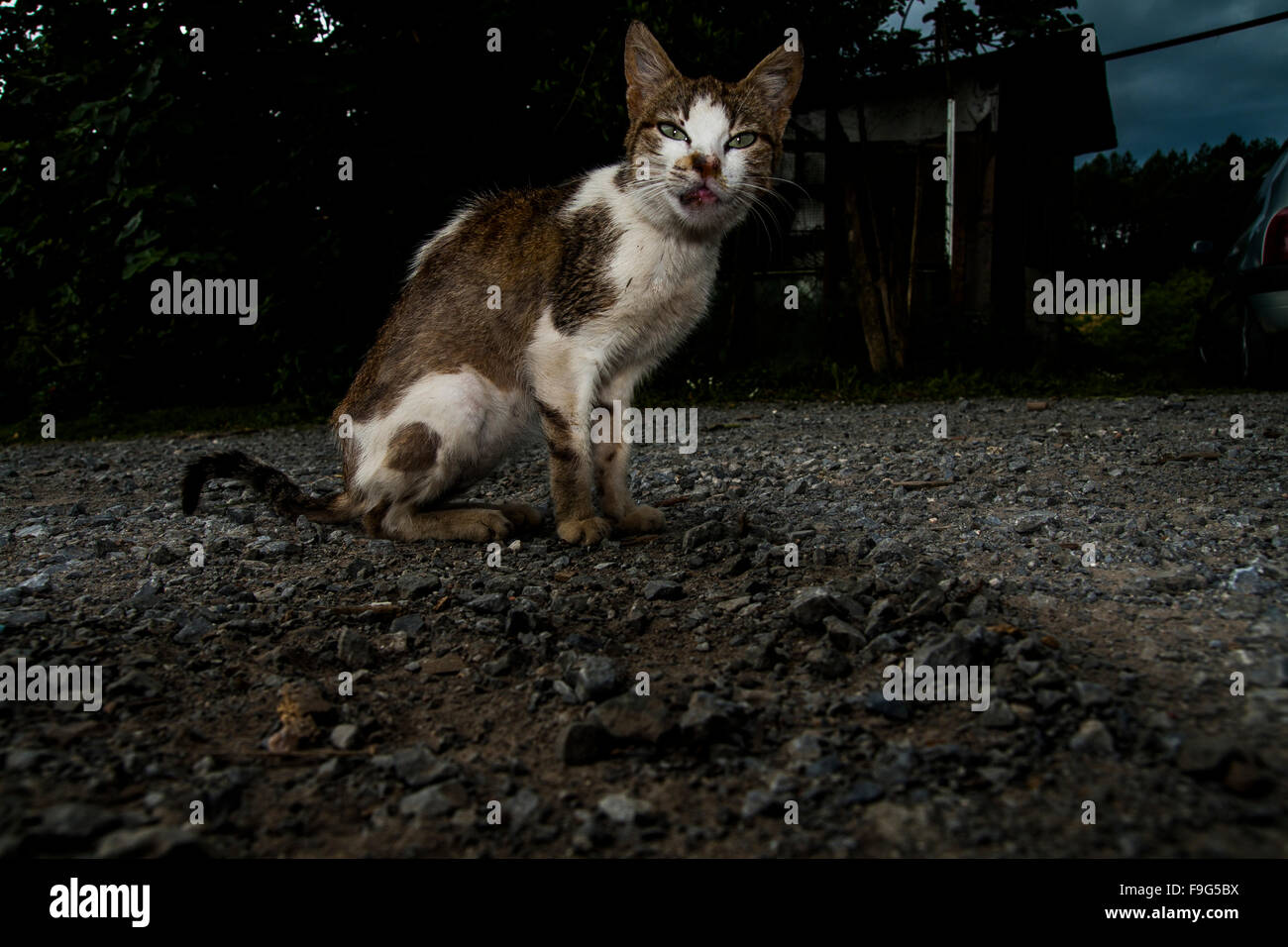 Cat in the street Stock Photo - Alamy