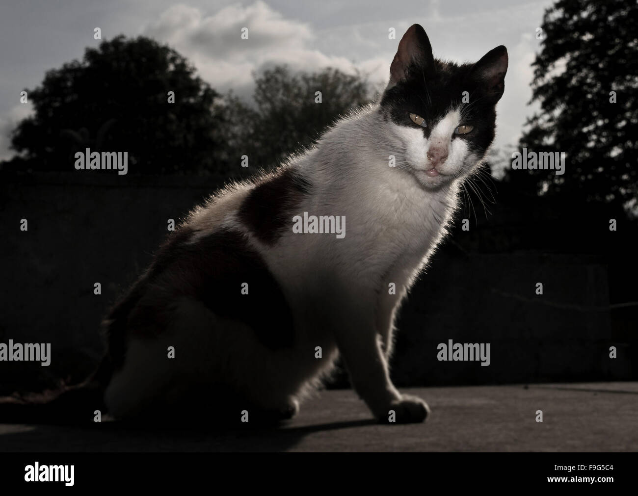 Cat in the street Stock Photo - Alamy