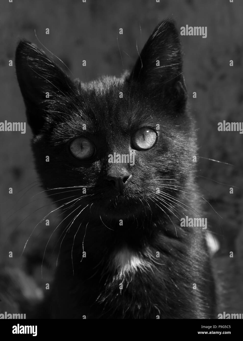 Cat in the street Stock Photo - Alamy