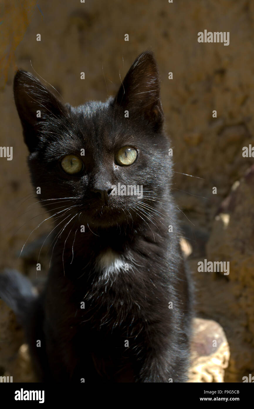 Cat in the street Stock Photo - Alamy