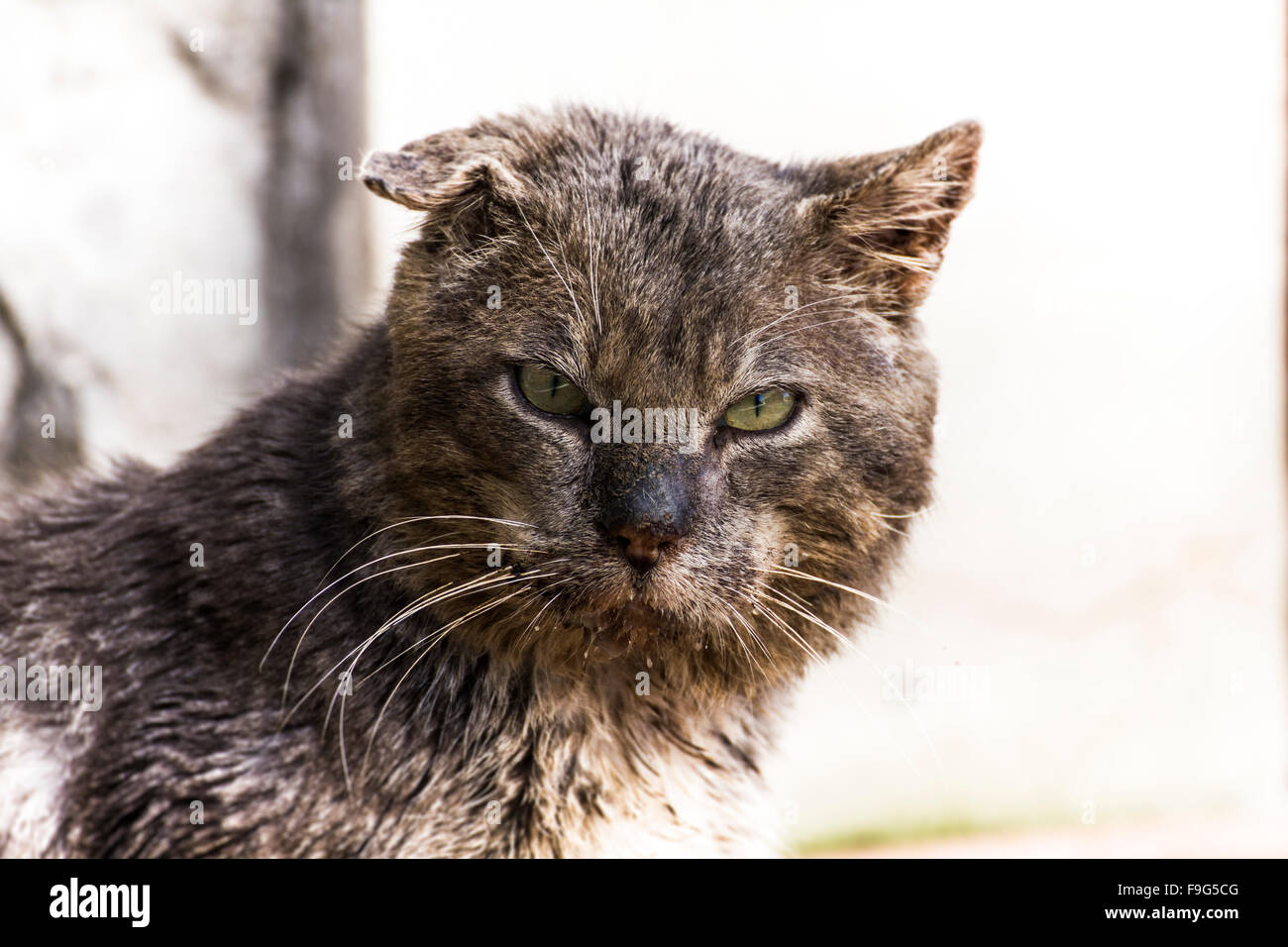 Cat in the street Stock Photo - Alamy