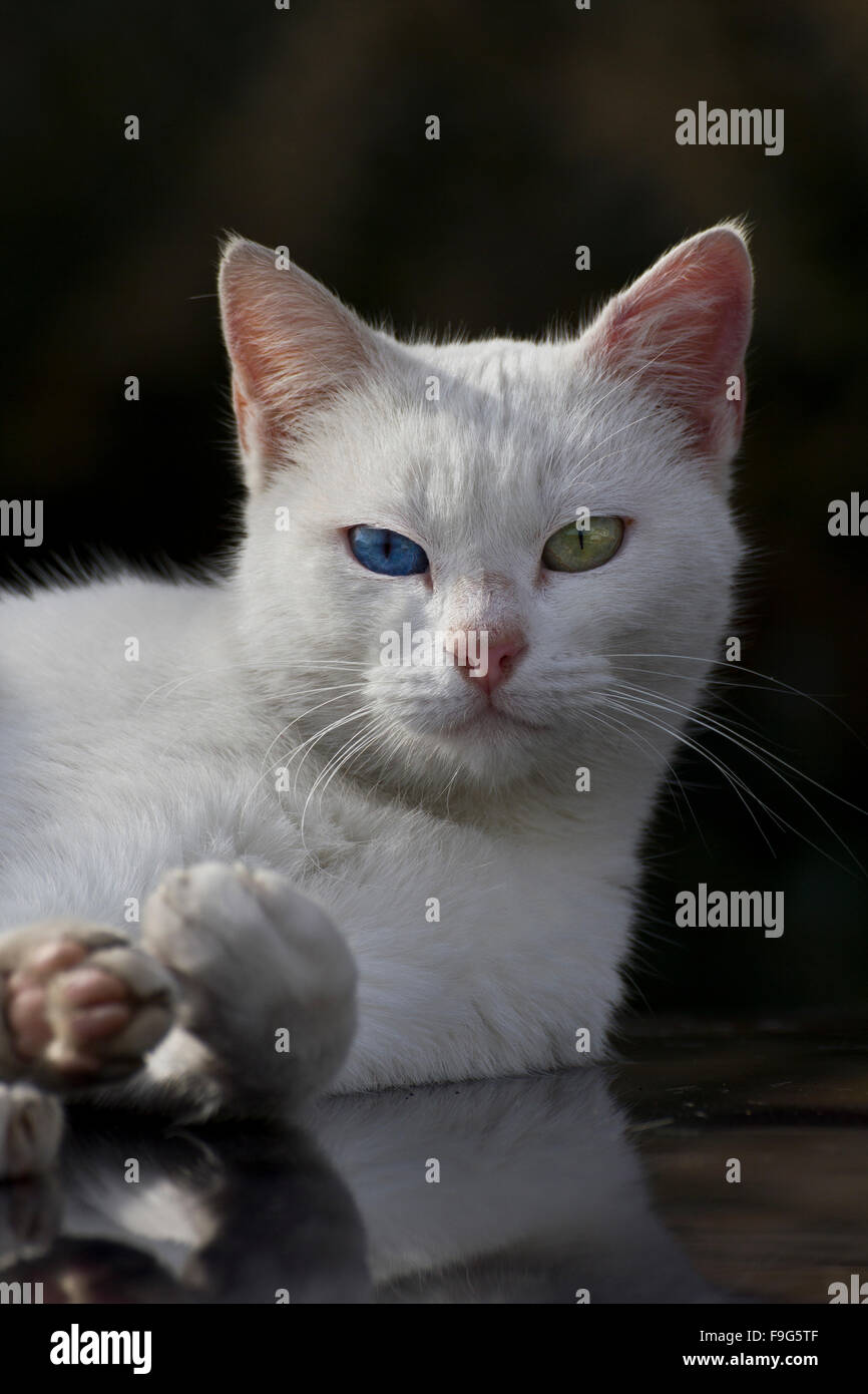 Cat in the street Stock Photo - Alamy