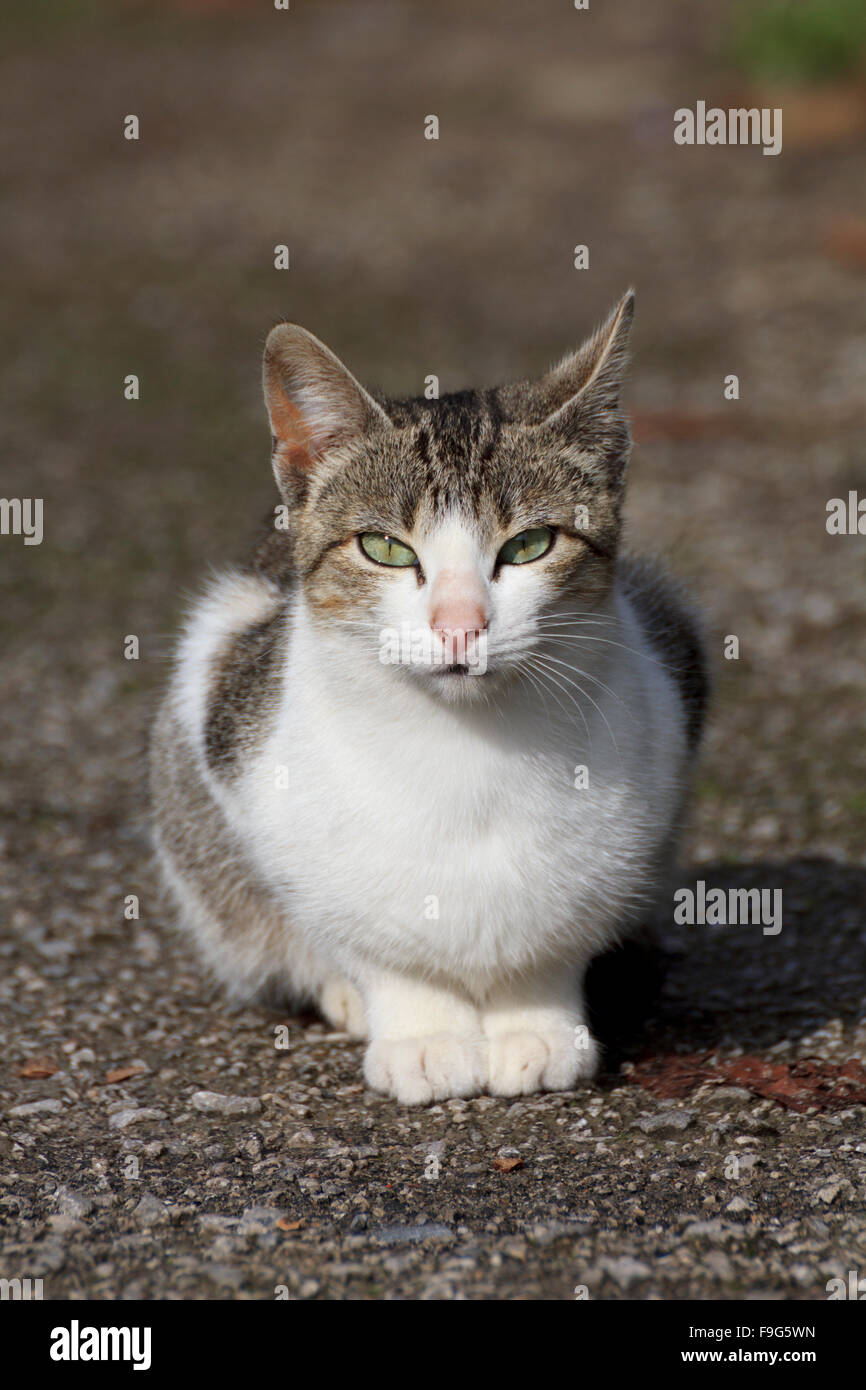 Cat in the street Stock Photo - Alamy