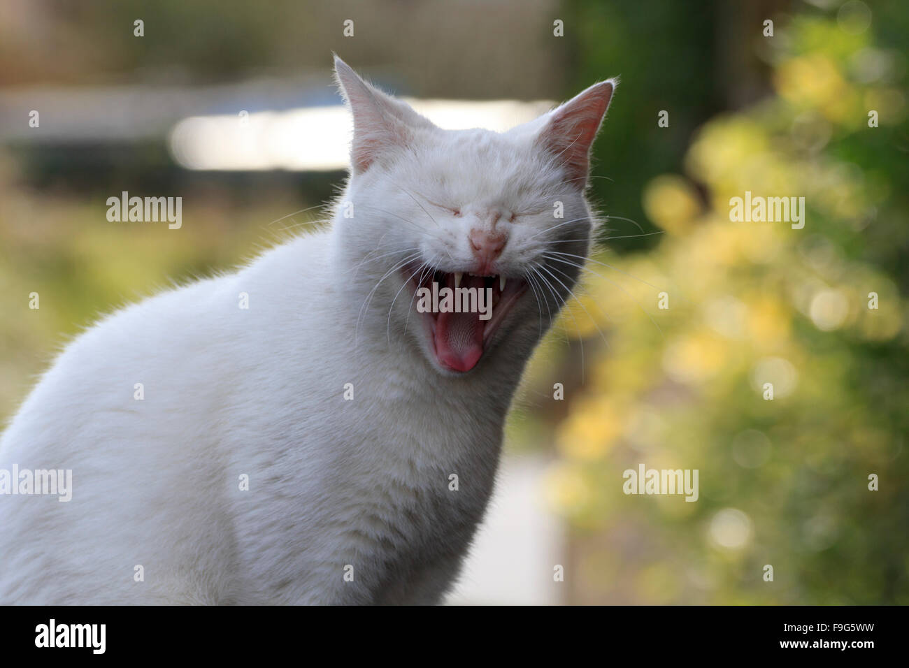 Cat in the street Stock Photo - Alamy