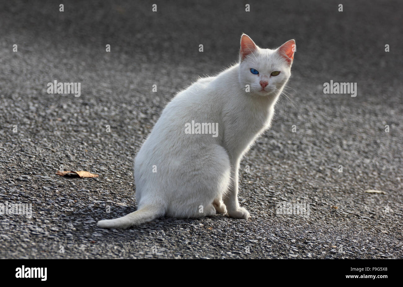 Cat in the street Stock Photo - Alamy