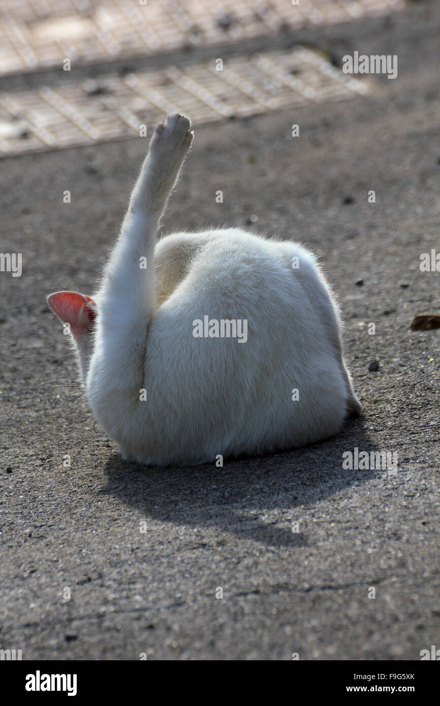 Cat in the street Stock Photo - Alamy