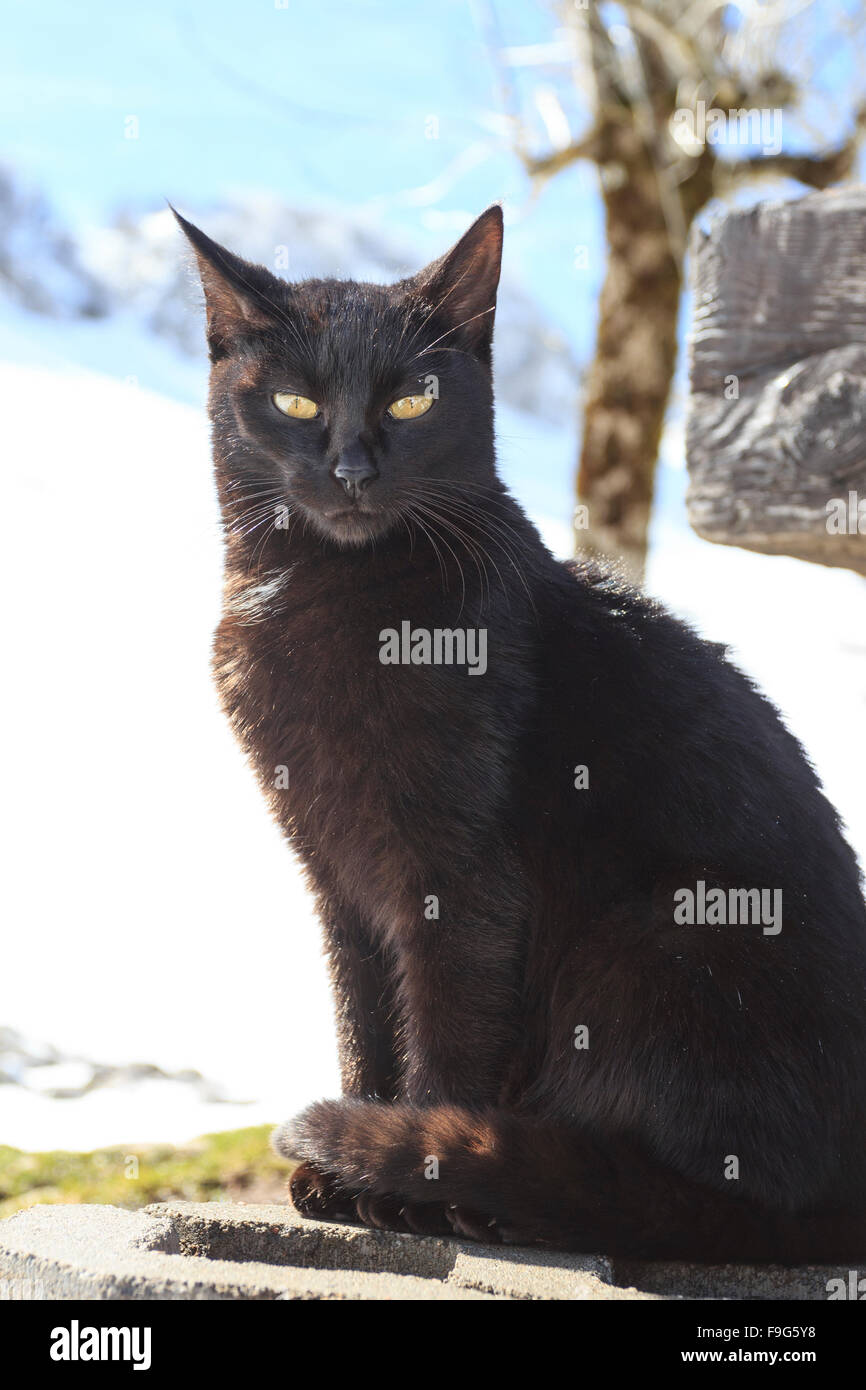 Cat in the street Stock Photo - Alamy