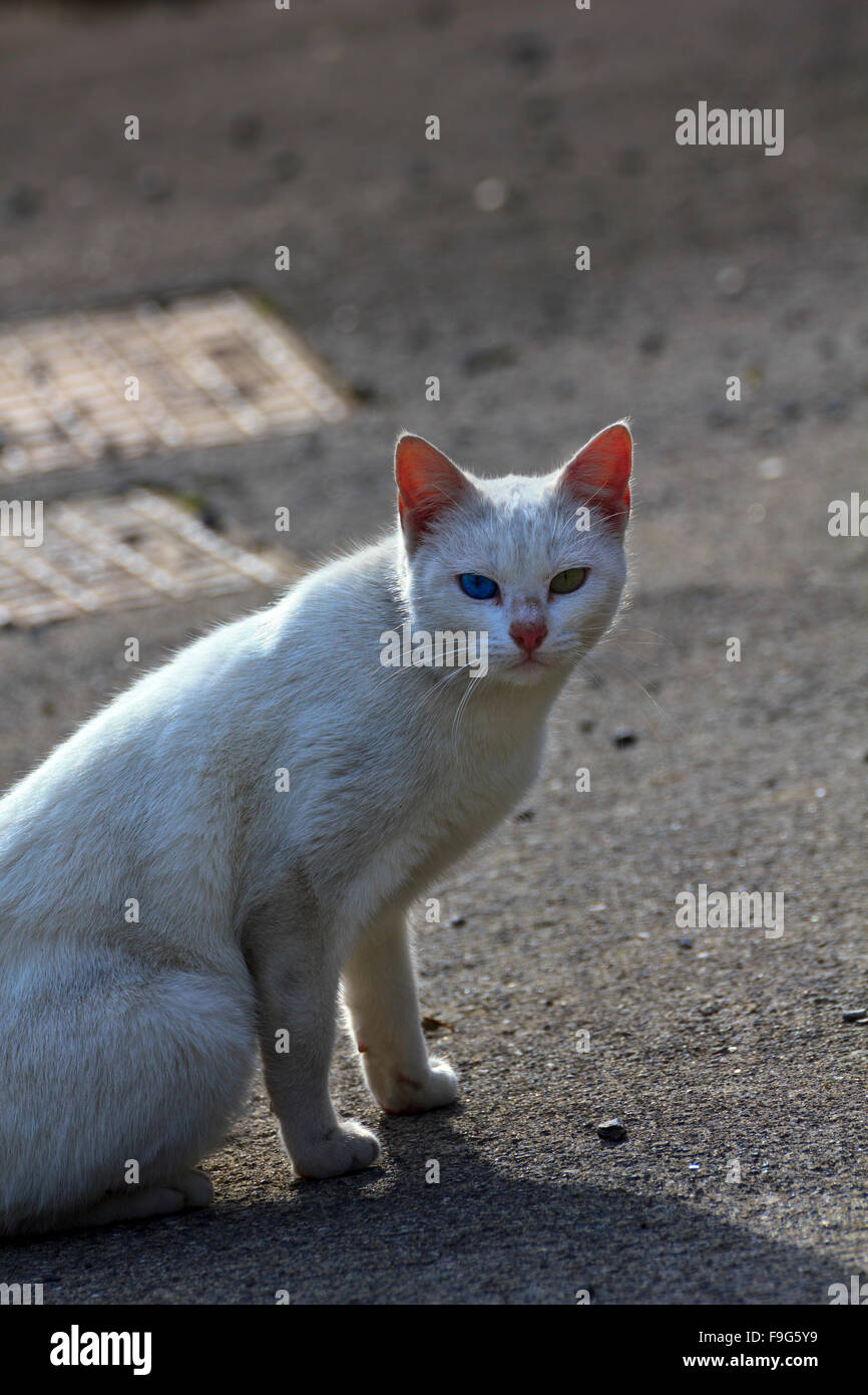 Cat in the street Stock Photo - Alamy
