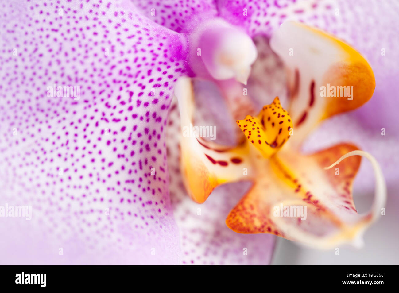 Pink spotted Orchid flower closeup, flowering plant in the Orchidaceae family, white yellow flower pink speckled macro... Stock Photo