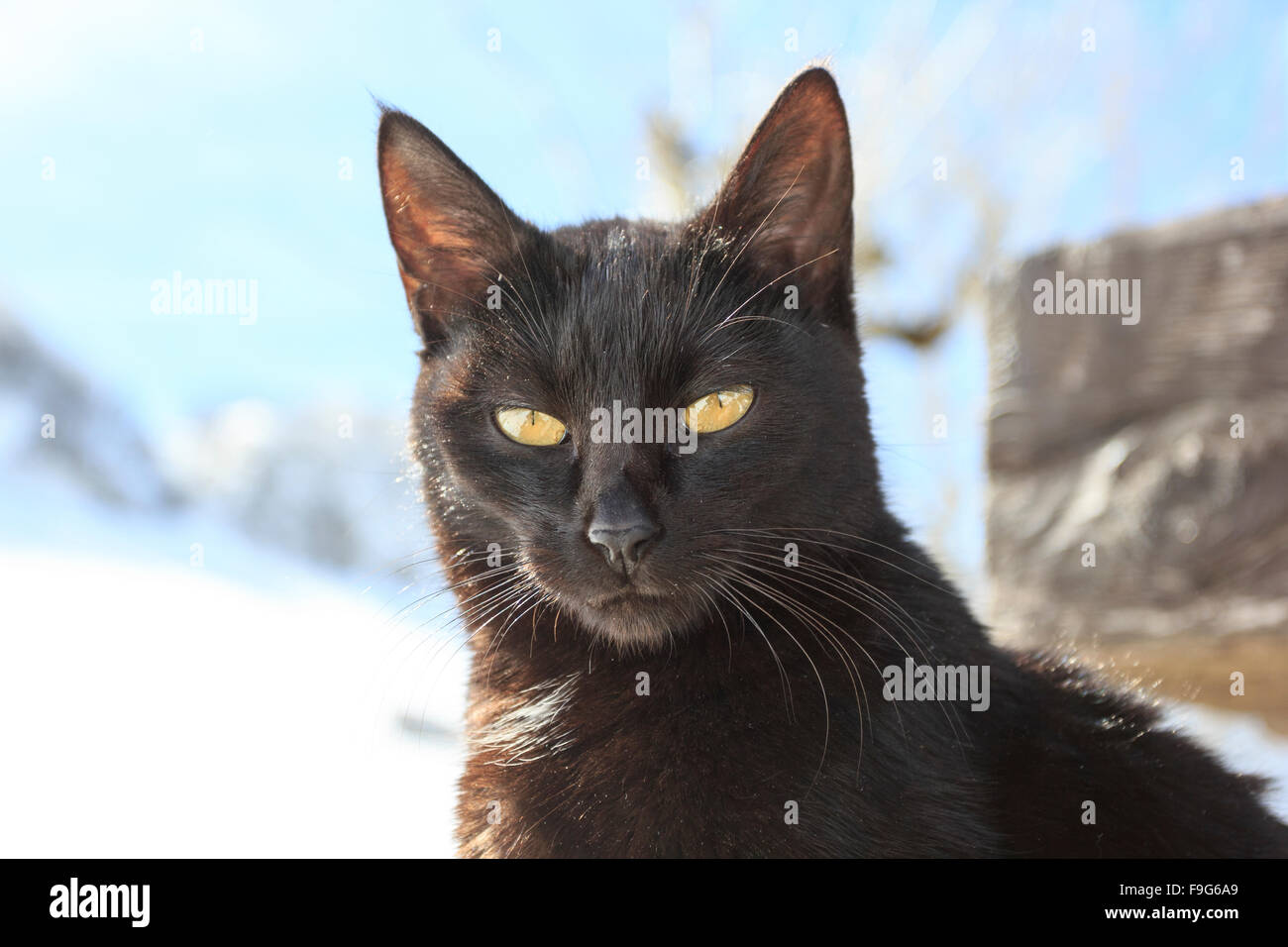 Cat in the street Stock Photo - Alamy
