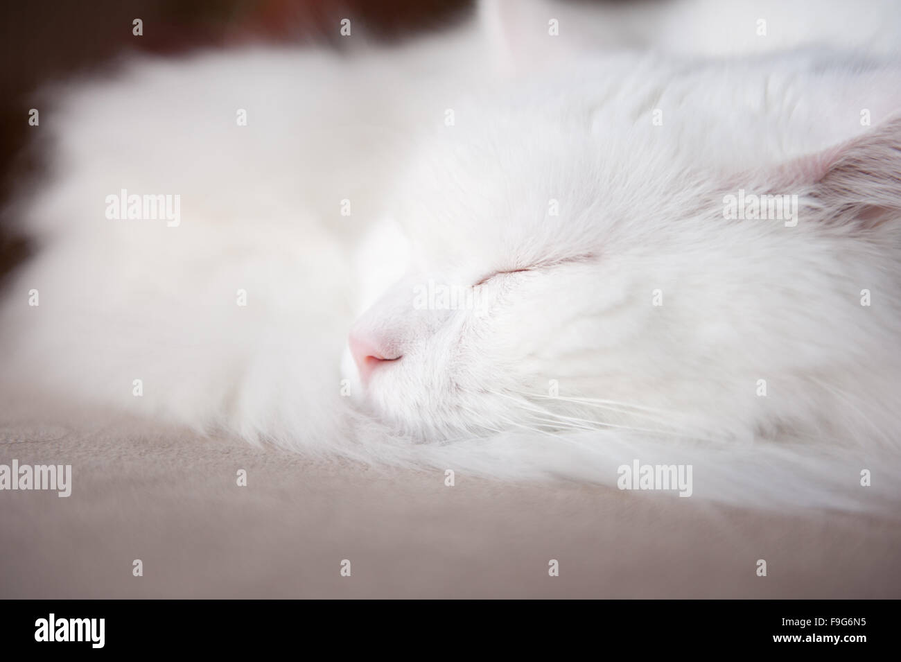 Turkish Angora cat face closeup, Ankara kedisi or Ankara cat, domestic breed white long hair cat sleeping, animal lying in nap Stock Photo