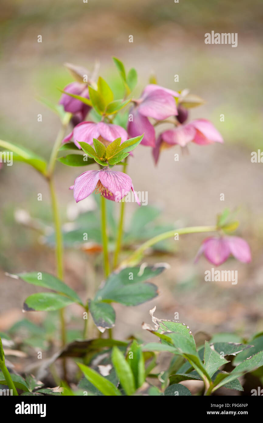 Hellebore pink flowers closeup, flowering poisonous plant in the