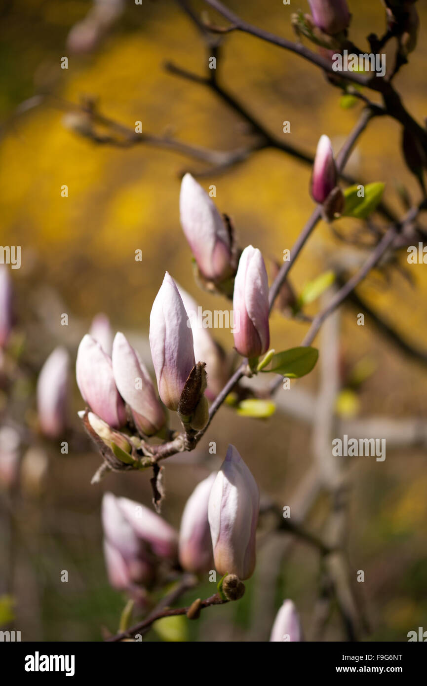Pink magnolia efflorescence buds, Magnoliaceae family, blooming plant