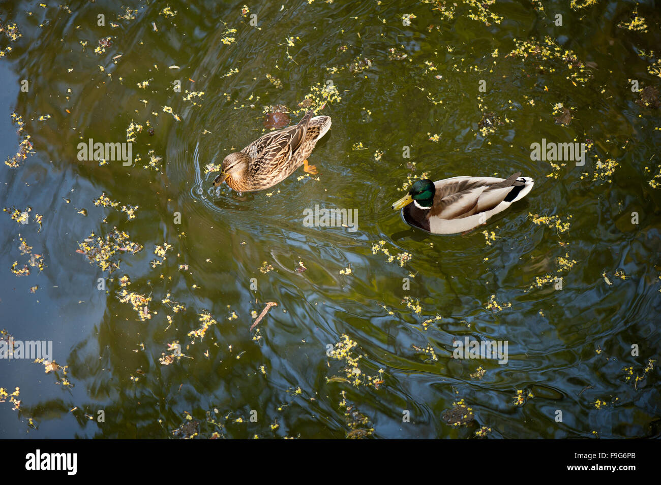 Ducks swimming on the pond in water reflections abstract, reflection on the wavy water surface and two wild duck birds floating Stock Photo