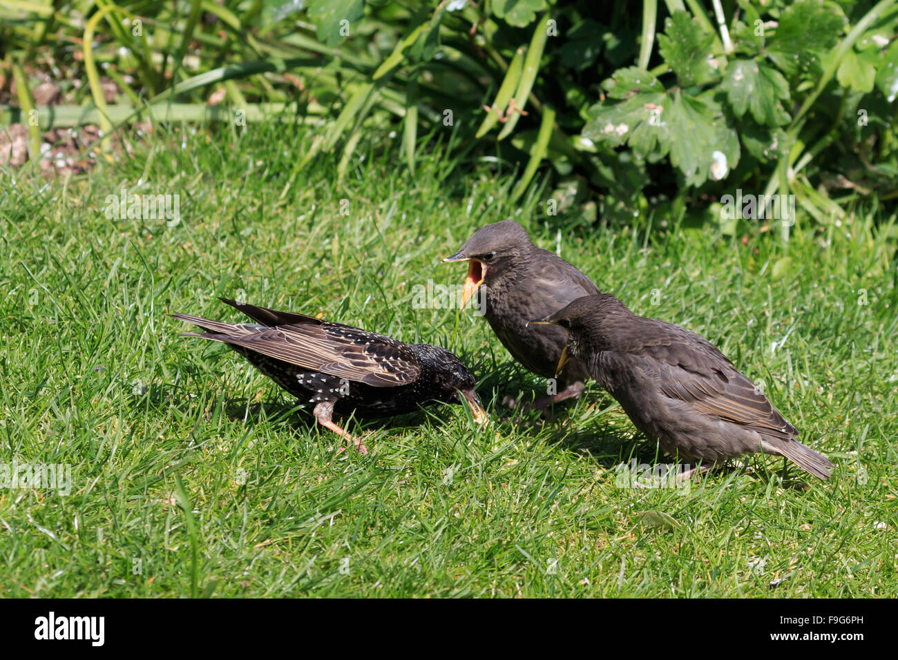 Adult Starling looking for food to feed it's two young in a sunlit UK garden Stock Photo