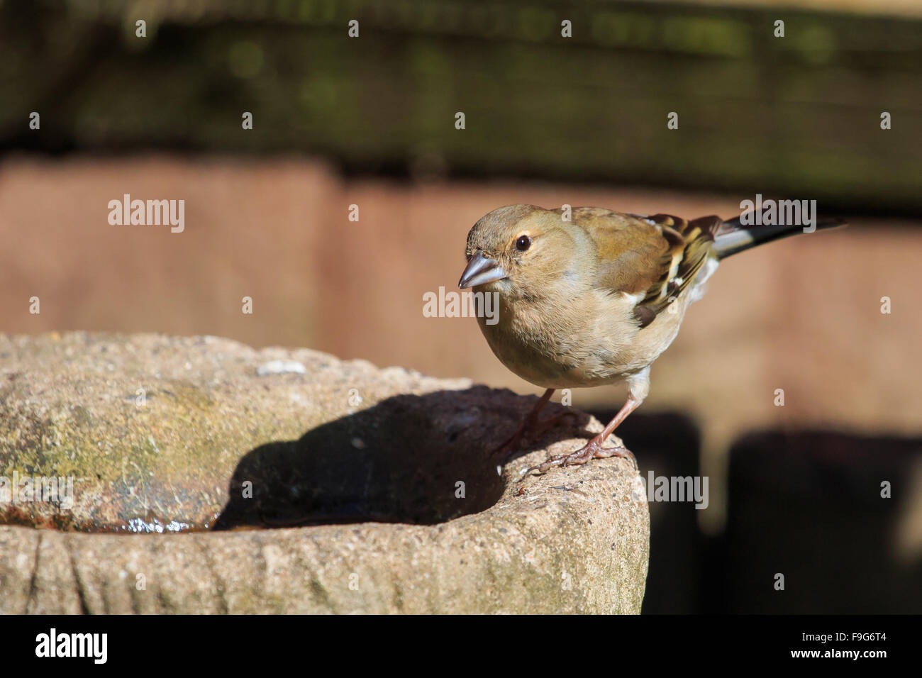 Female Chaffinch perched on small birdbath in a sunlit UK garden Stock Photo