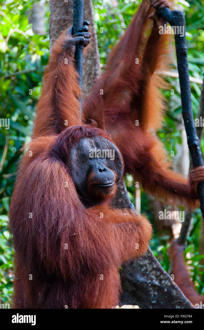 two Orangutan hanging on a tree in the jungle, Indonesia Stock Photo