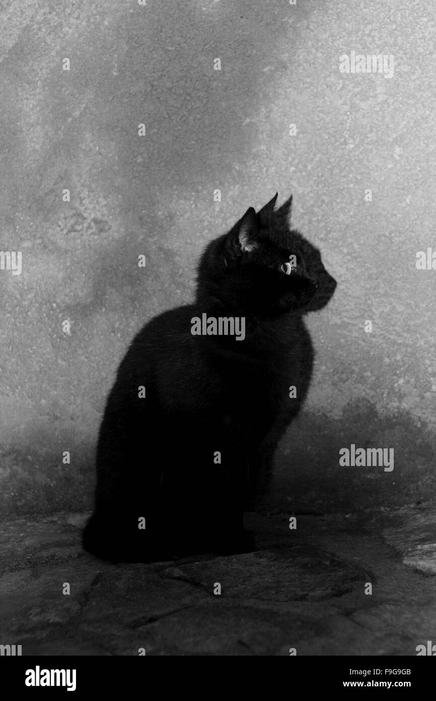 Cat in the street Stock Photo - Alamy