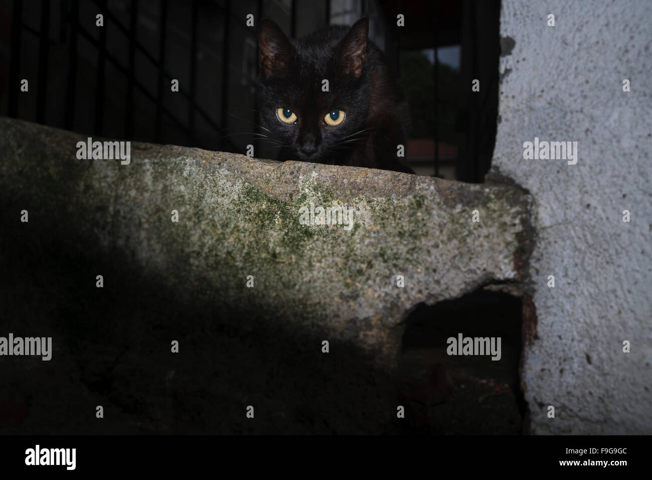 Cat in the street Stock Photo - Alamy