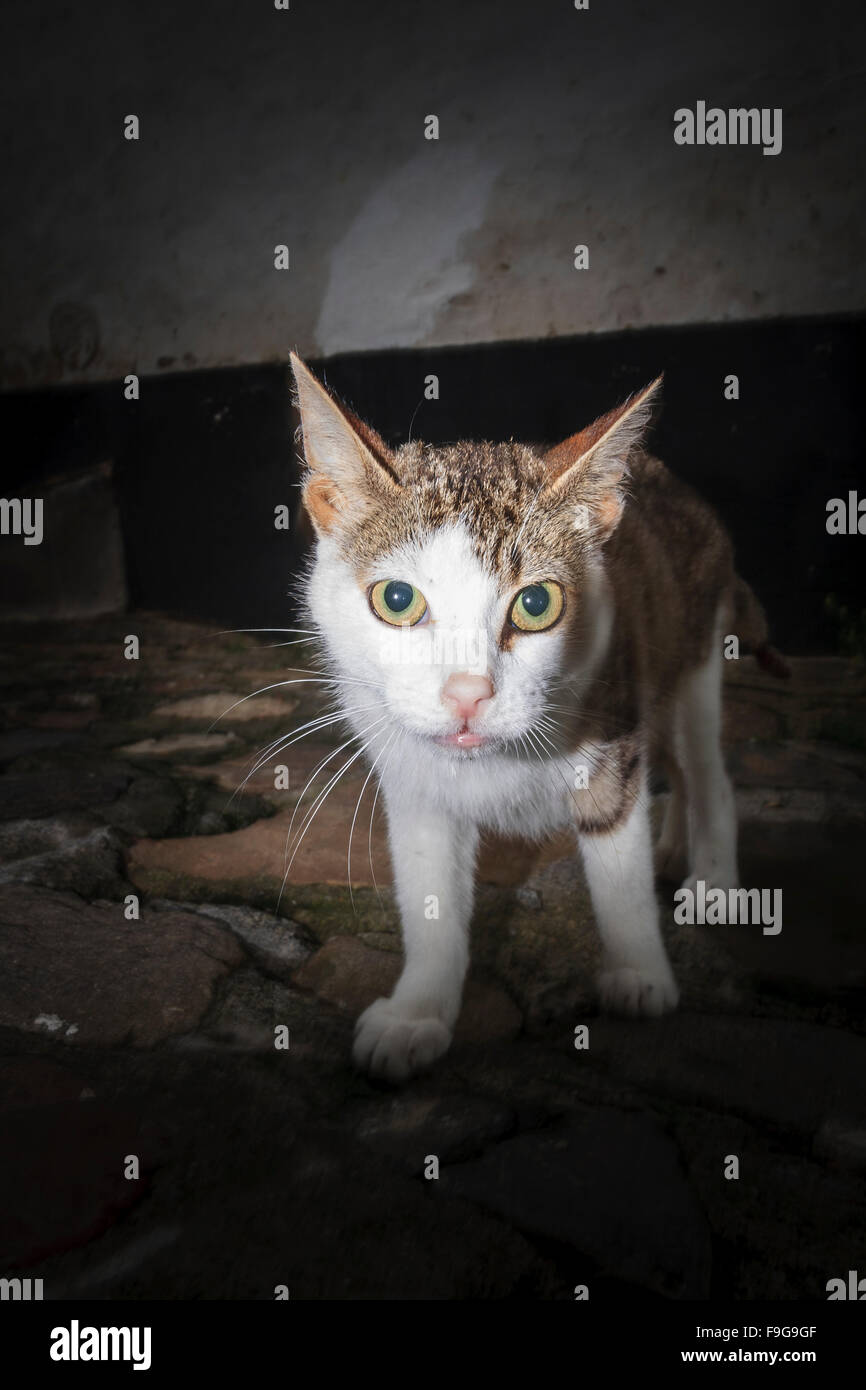 Cat in the street Stock Photo - Alamy