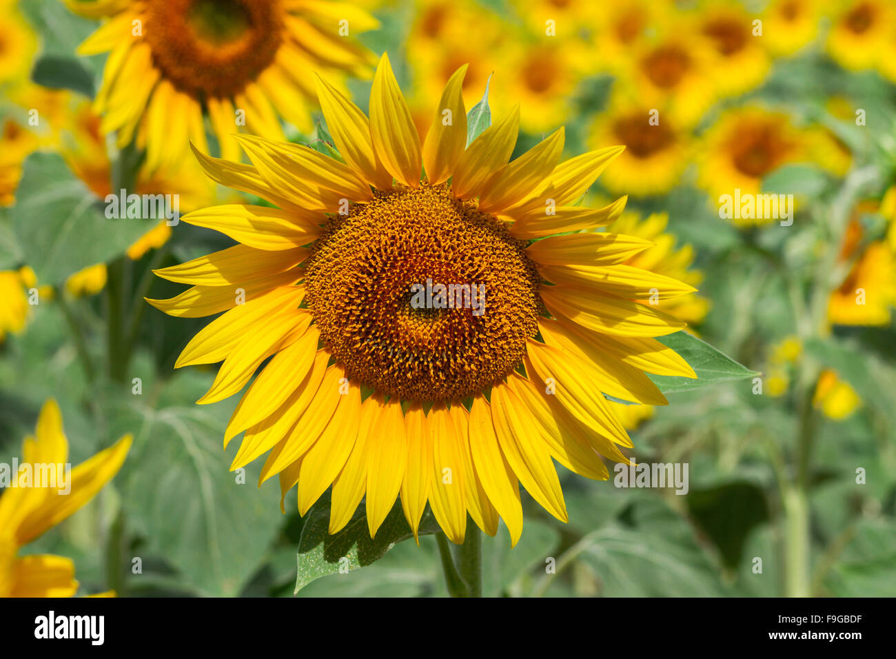 Field of sunflowers Stock Photo - Alamy