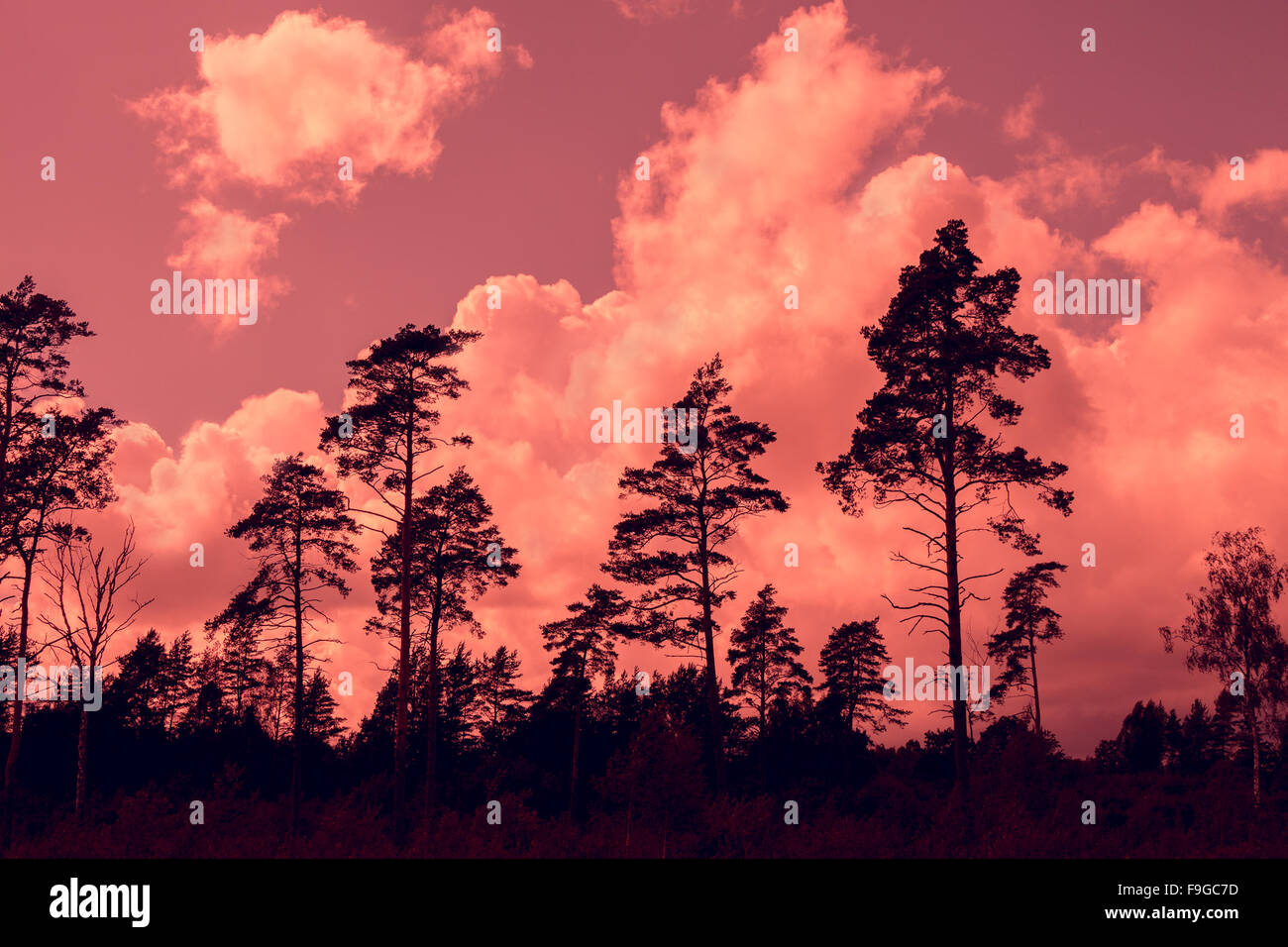 Tall pine trees at sunset cloudy sky Stock Photo