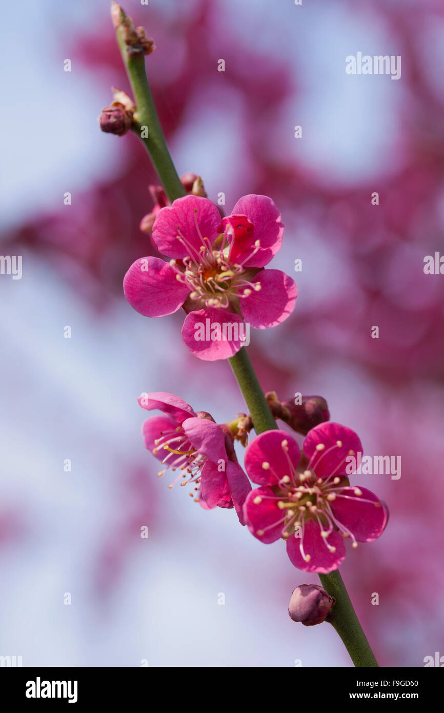 spring sakura tree Stock Photo