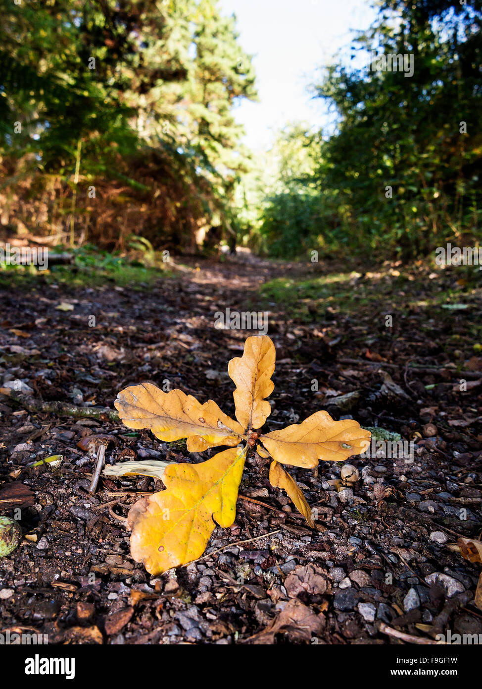 Sprig of oak leaves lying in the gravel path at  Daresbury Firs Stock Photo