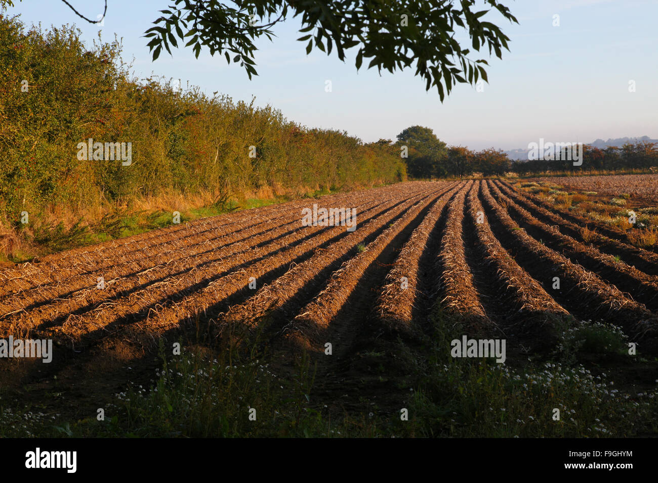 Ploughed field, patterns, straight furrows, ground, seedbed, Autumn soil, sown, tilled, farming, artistic lines, planting, cultivation, ploughing,seed Stock Photo