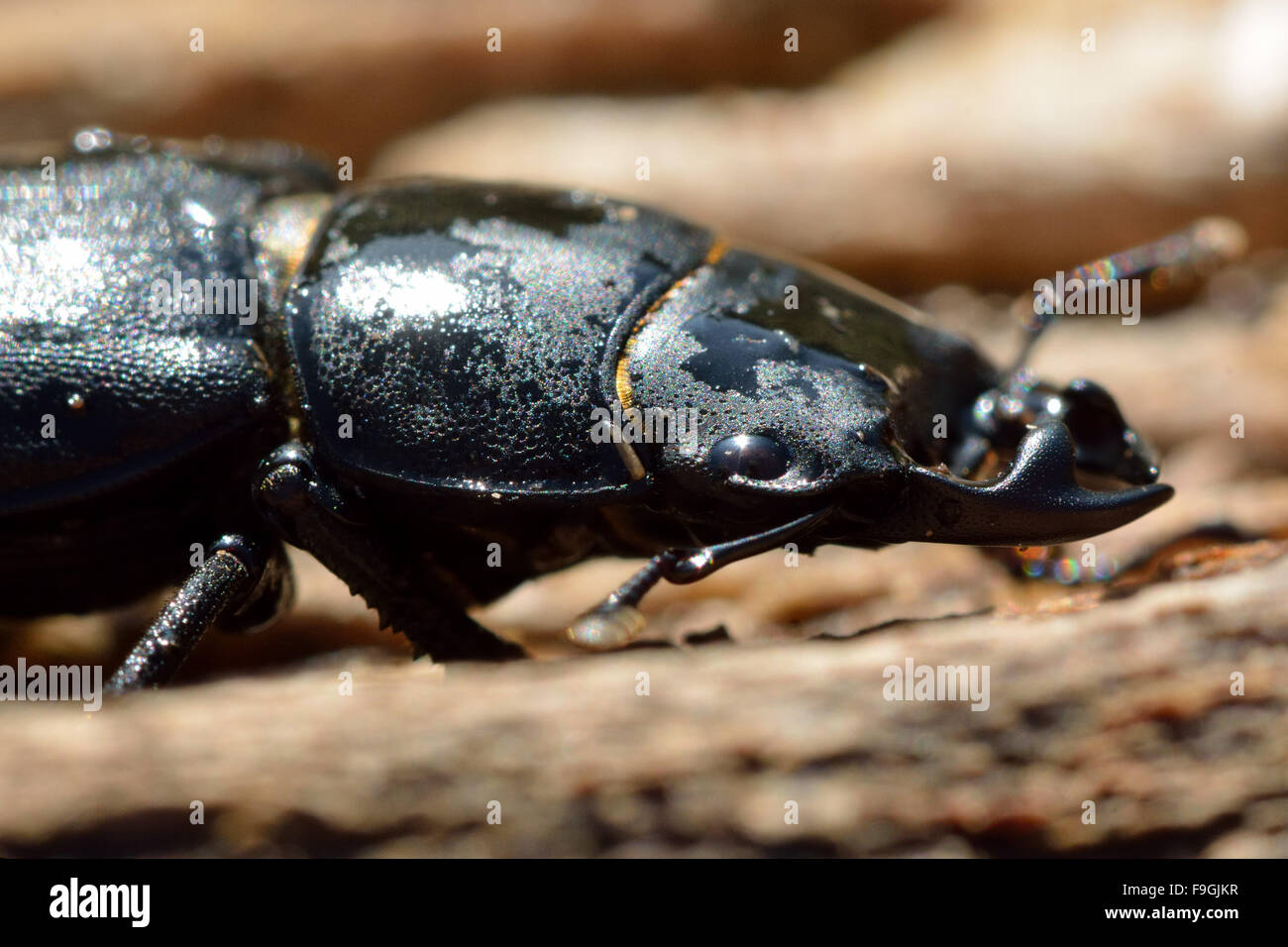 Lesser stag beetle (Dorcus parallelipipedus) male. A closeup of the head and thorax of this beetle in family Lucanidae Stock Photo