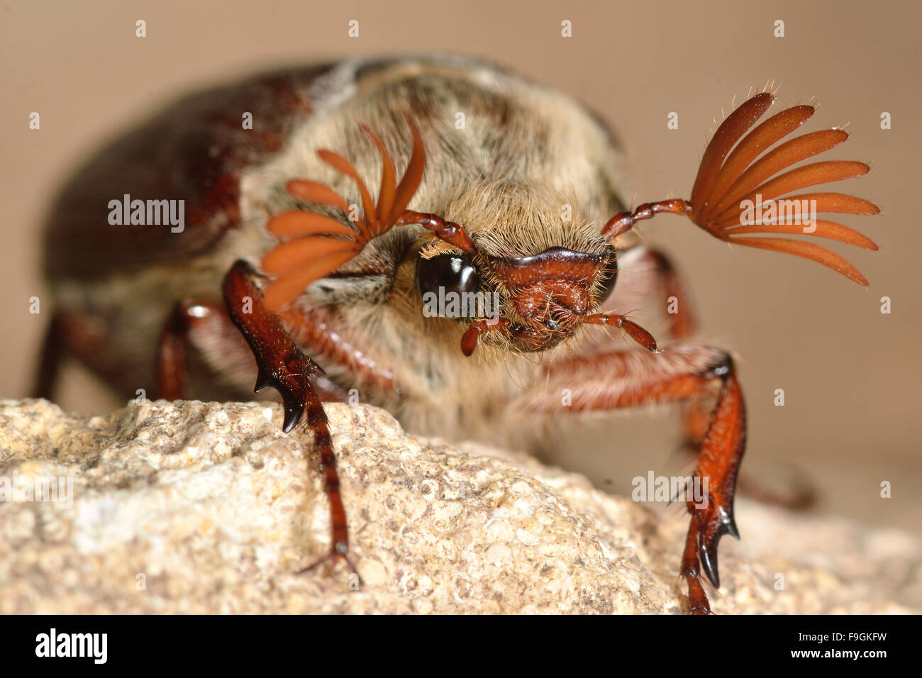Cockchafer (Melolontha melolontha)  with antennae spread. A head-on photograph of a cockchafer beetle covered in hair Stock Photo