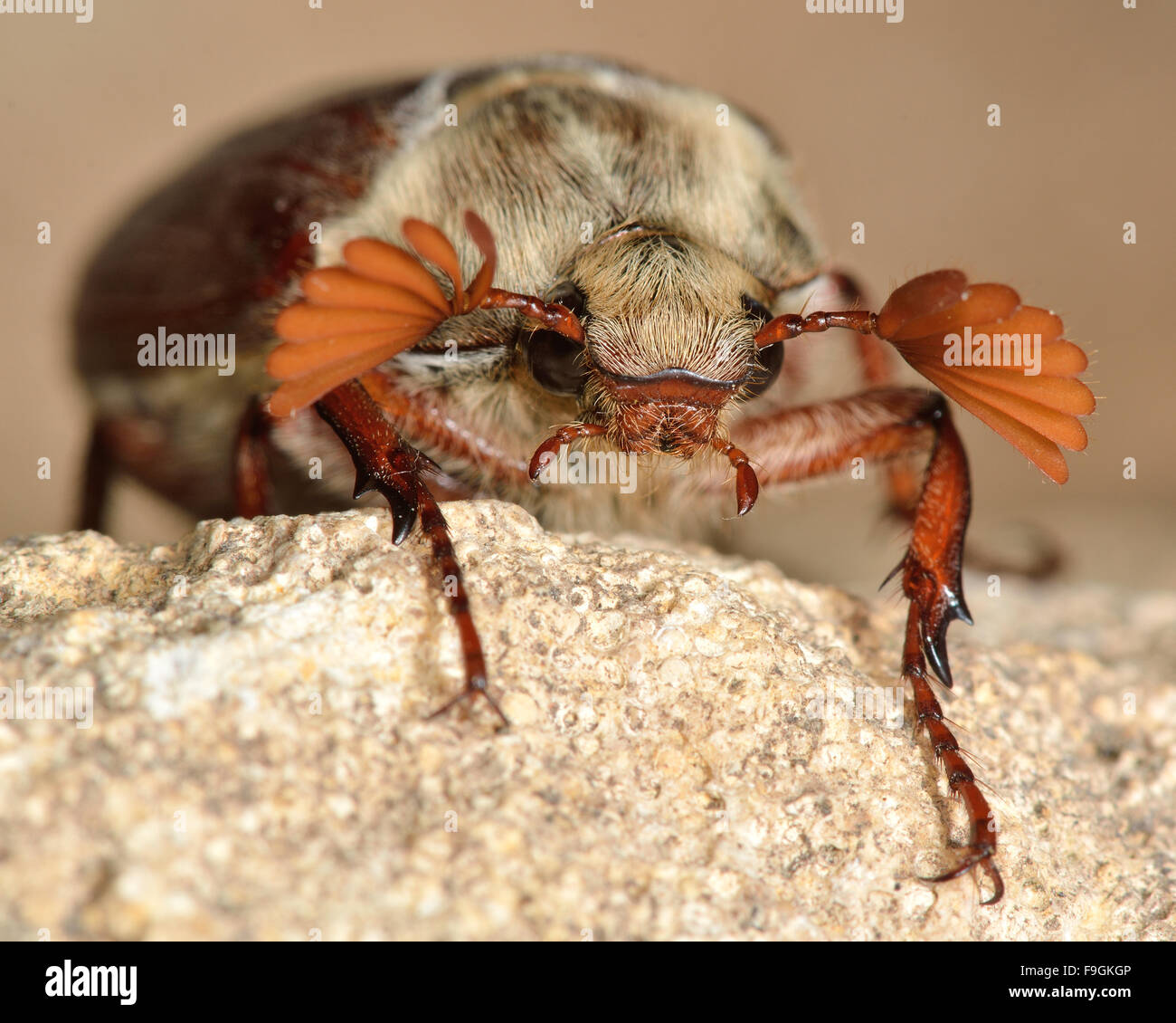 Cockchafer (Melolontha melolontha).  A head-on photograph of a cockchafer beetle covered in hair, with antennae spread open Stock Photo