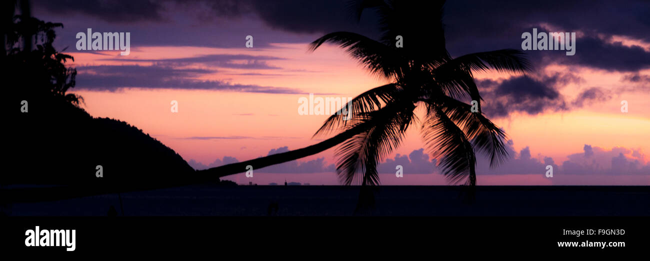 Colorful sunset Silhouette of a horizontal palm tree hanging over the sea at beach in Raja Ampat Stock Photo