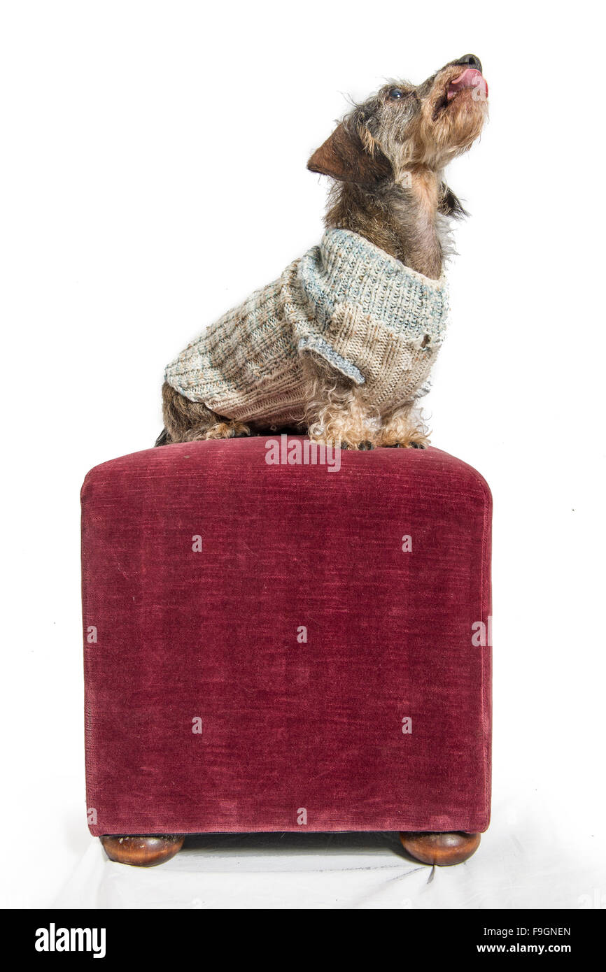 A wire haired dachshund poses wearing a woollen jumper in the studio Stock Photo
