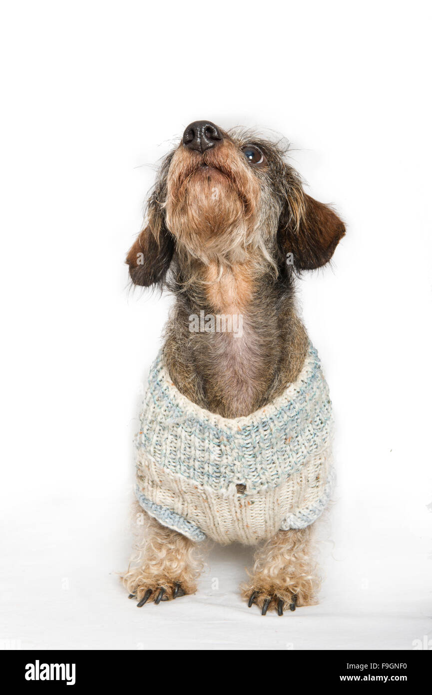 A wire haired dachshund poses wearing a woollen jumper in the studio Stock Photo