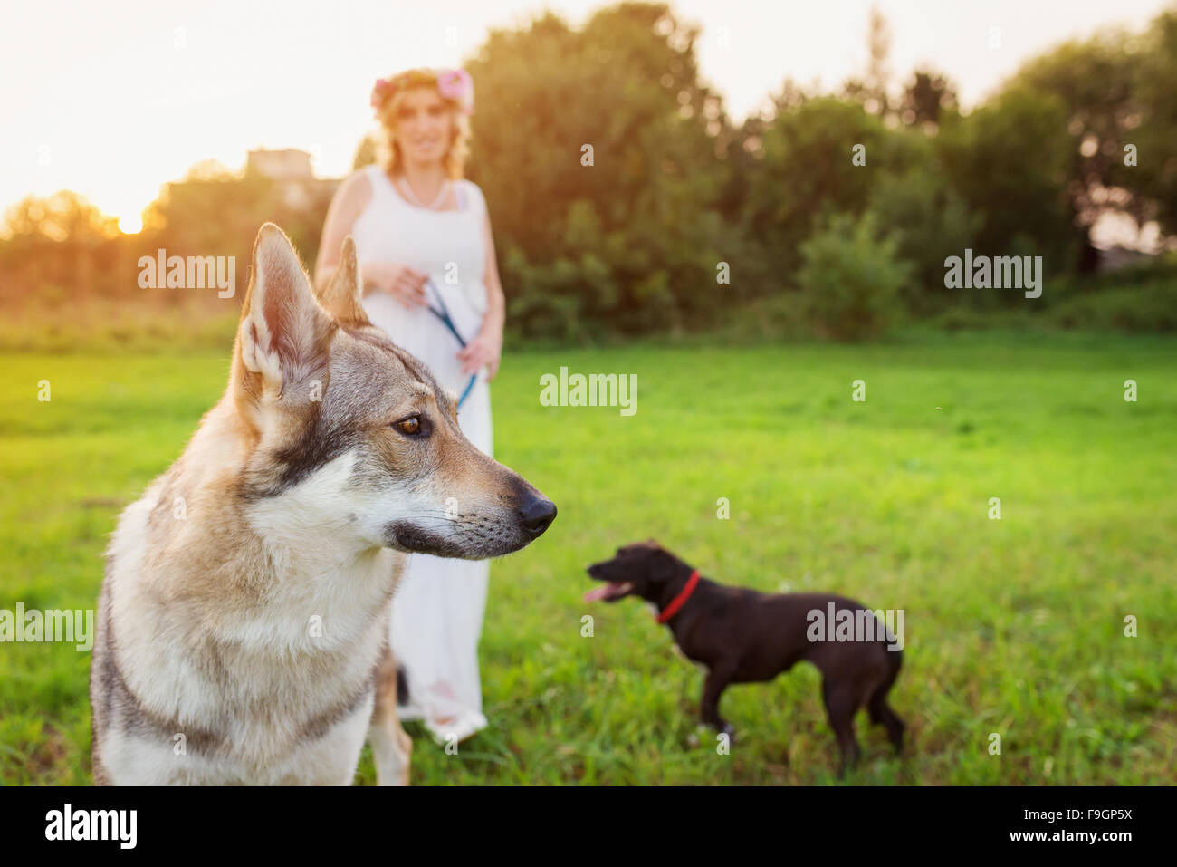 Young woman with her dogs outside in park Stock Photo - Alamy