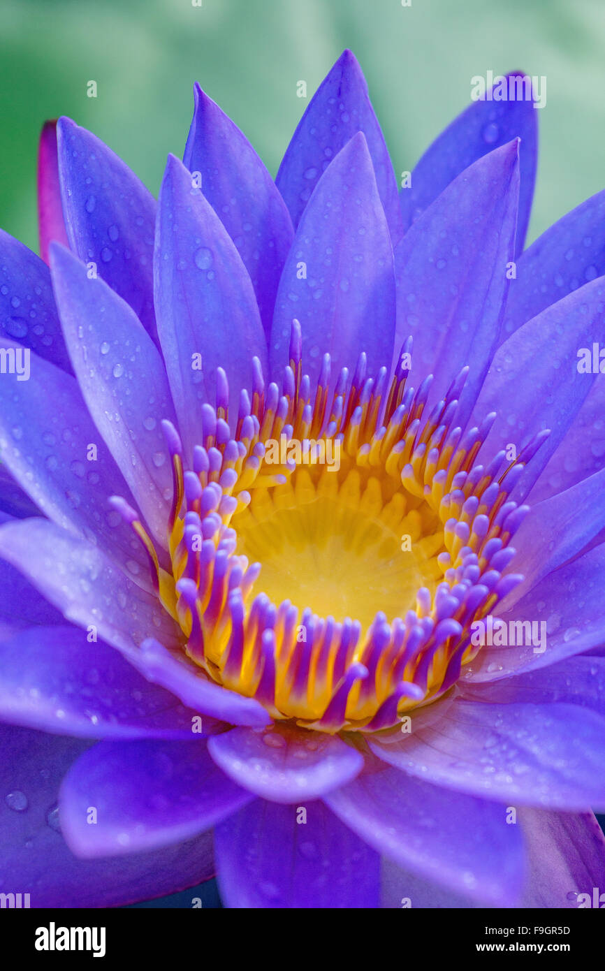Purple water lily Stock Photo - Alamy