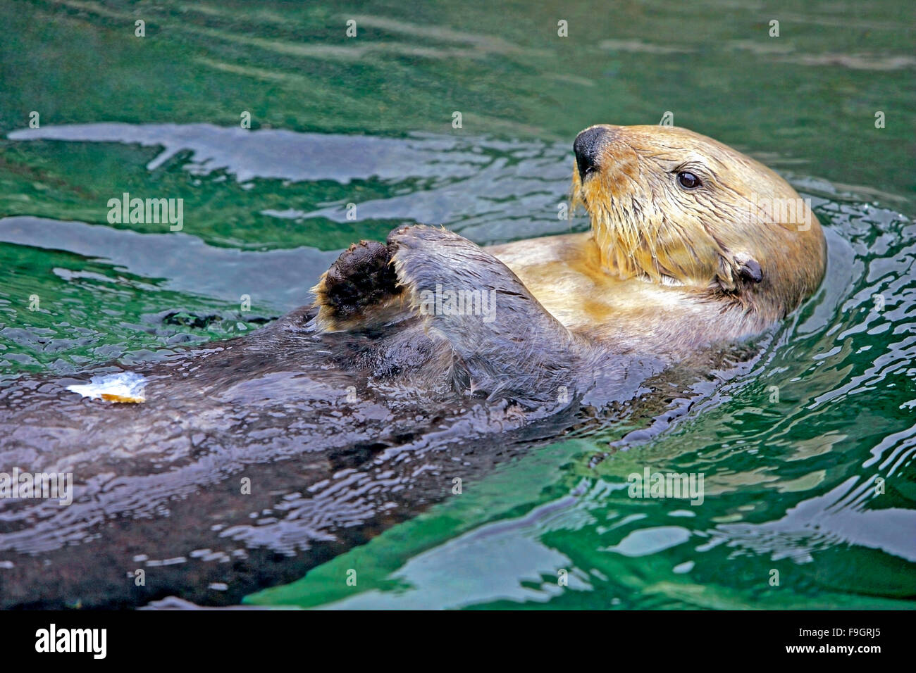 Sea Otter - Enhydra lutris - swimming on its back, relaxed Stock Photo