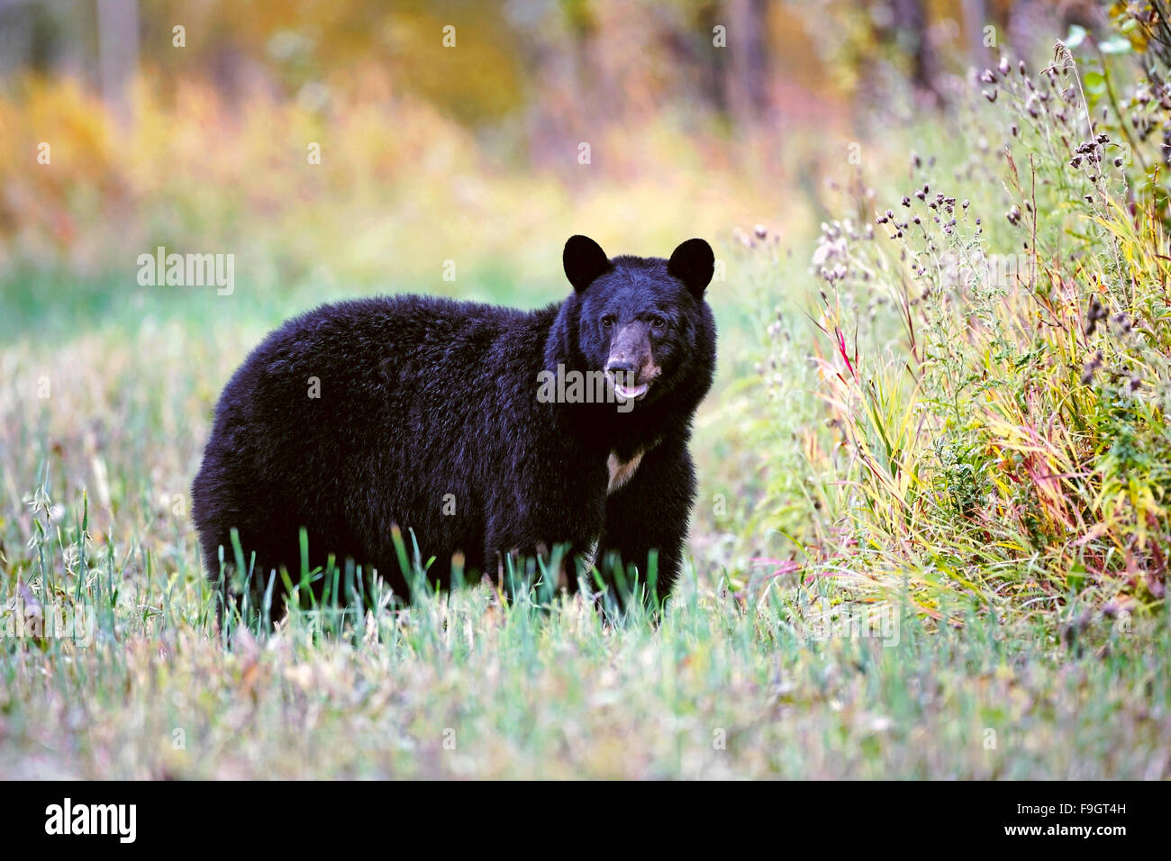 Big female Black Bear standing in meadow, autumn colors Stock Photo