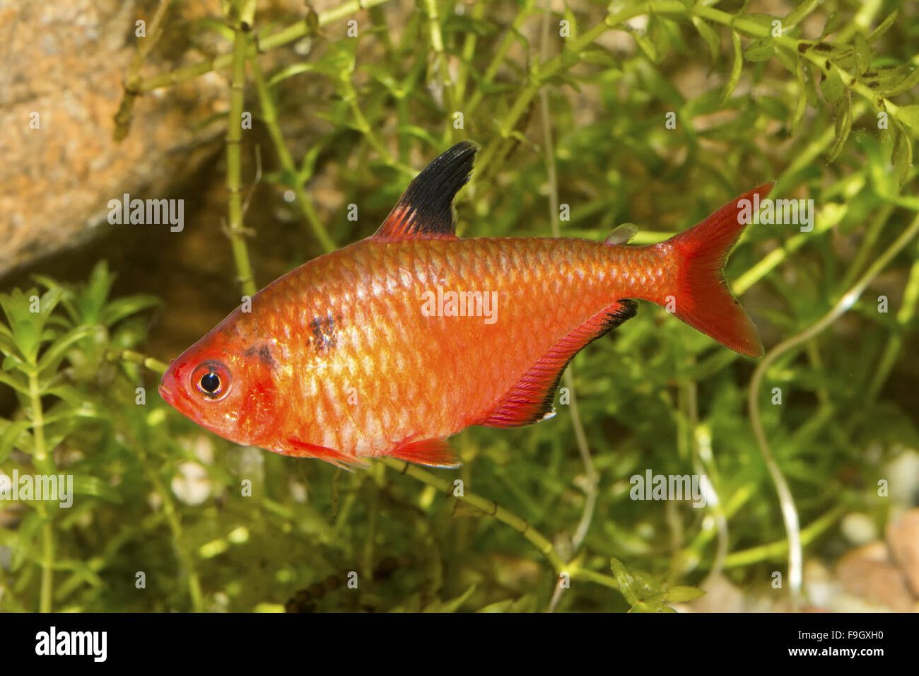 Red tetra fish in a aquarium with blurred background Stock Photo