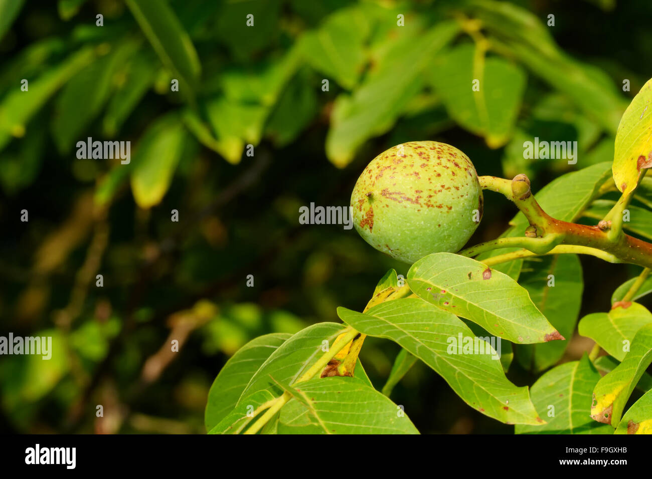 Walnut growing on tree with blurred background Stock Photo