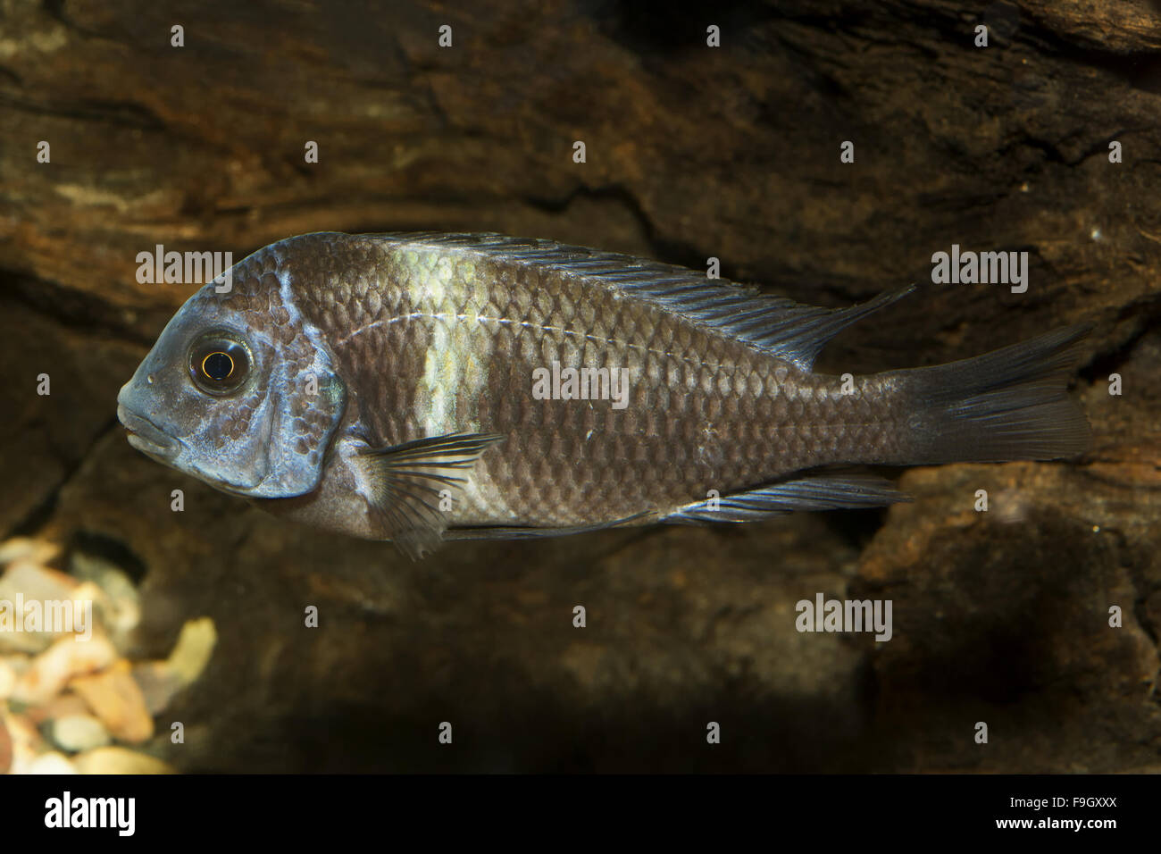 Cichlid fish from genus Tropheus in the aquarium Stock Photo