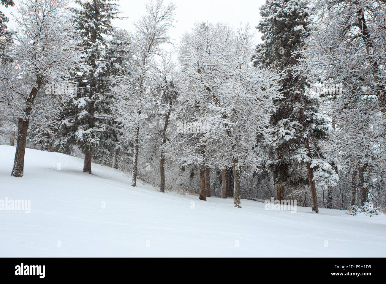 Snow covered trees and forest at Lindley Park in Bozeman, Montana Stock